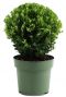 Ilex crenata jenny p17