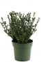 Ilex crenata jenny p17 13
