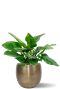 Imperial green in gouden pot