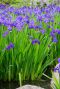Iris kaempferi teichpflanze