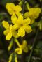 Jasminum nudiflorum 1