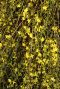 Jasminum nudiflorum sfeerbeeld 1