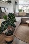 Kamerplant alocasia marocco purple night