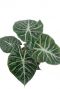 Alocasia marocco purple night