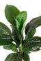 Spathiphyllum sensation zimmerpflanze mit großen Blättern