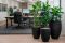 Kantoorplanten-pakket-3-stuks