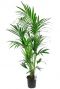 Kentia-palme-grosse-zimmerpflanze