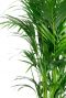 Kentia palm bladeren 1 6