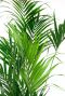 Kentia palm bladeren 1 9