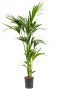 Kentia palm hydro plant 1