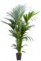 Kentia palm hydrokulturpflanze