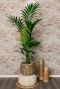 Kentia palme Innenraum Zimmerpflanze 1 