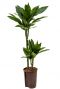 Kleine dracaena janet lind hydro kamerplant