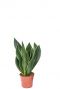 Kleine sansevieria black diamond