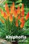 Kniphofia uvaria grandiflora blumenzwiebeln