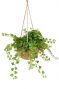 Kokodama hedera helix wonder