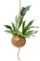 Kokodama platycerium staghornfarn