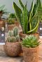 Kokodama sansevieria 1