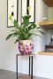 Lammie pot polly pink plant
