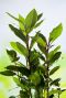Laurus nobilis gartenpflanze 27