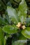 Laurus nobilis gartenpflanze p15