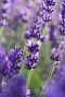 Lavande angustifolia felice gardenpflanze