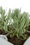 Lavandel angustifolia white 6