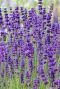 Lavandula angustifolia dwarf blue gartenpflanze
