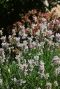 Lavandula angustifolia edelweiss gartenpflanze