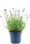 Lavandula angustifolia felice p15