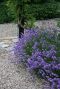 Lavandula angustifolia hidcote gartenpflanze