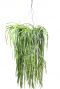 Lepismium bolivianum hangplant 1