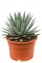 Agave macroacantha sukkulente