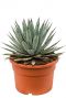 Agave macroacantha  sukkulente