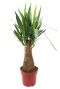 Yucca Elephantipes