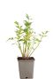 Levisticum officinale pot9