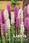 Liatris purple white mix blumenzwiebeln