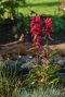 Lobelia queen victoria p9