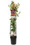 Lonicera heckrottii goldflame planten 23