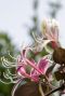 Lonicera japonica red world gartenpflanze