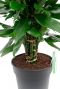 dracaena stämme