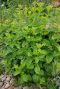 Melissa officinalis gartenpflanze