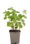 Melissa officinalis pot9