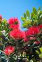 Metrosideros excelsa gartenpflanze p19