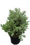 Metrosideros excelsa p19