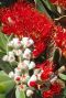 Metrosideros thomasii gartenpflanze p19