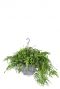 Microsorum diversifolium hangplant