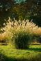 Miscanthus sinensis gartenpflanze