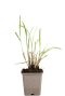 Miscanthus sinensis pot9