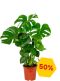 Monstera-deliciousa-korting-rabat-offre-aanbieding